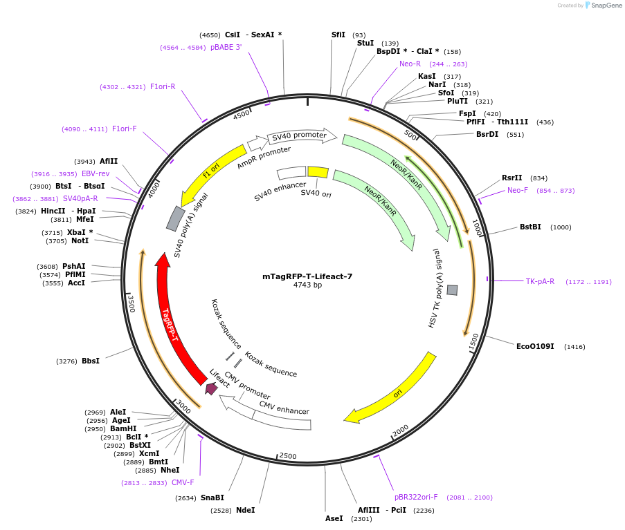 54586-plasmid-map-sequence-id-176185