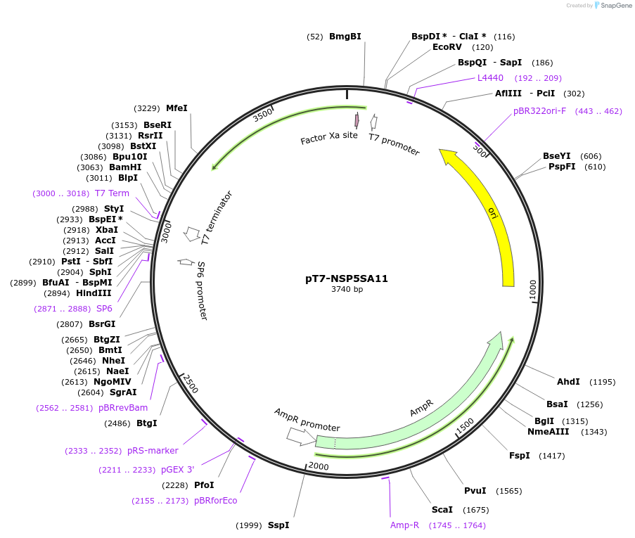 89172-plasmid-map-sequence-id-176191