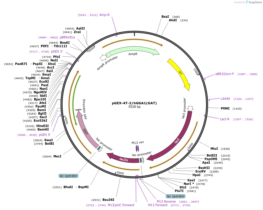 79435-plasmid-map-sequence-id-176200