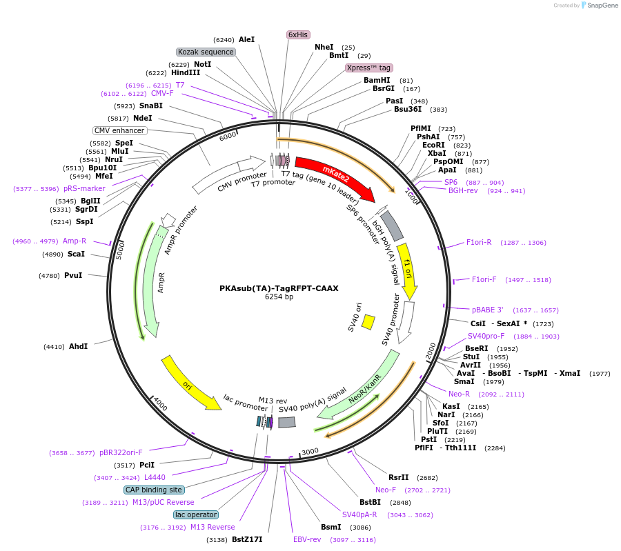 87740-plasmid-map-sequence-id-176201