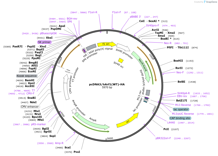 79409-plasmid-map-sequence-id-176210