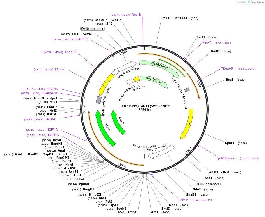 79413-plasmid-map-sequence-id-176221