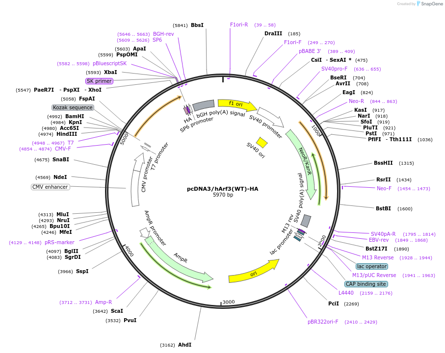 79414-plasmid-map-sequence-id-176222
