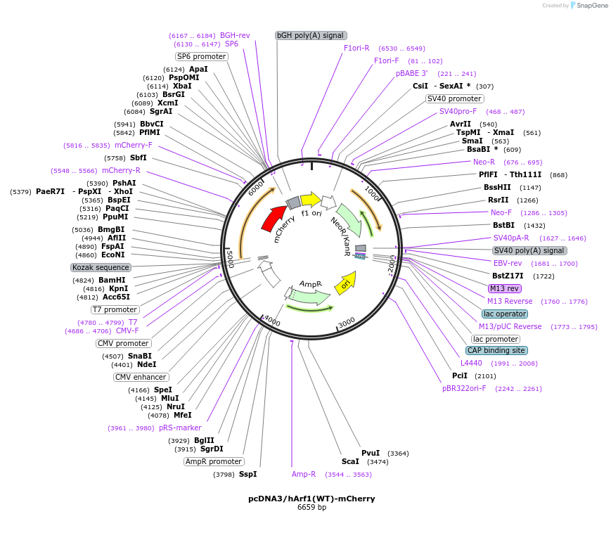 79419-plasmid-map-sequence-id-176228
