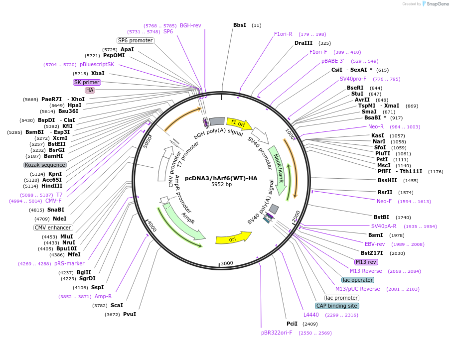 79424-plasmid-map-sequence-id-176233