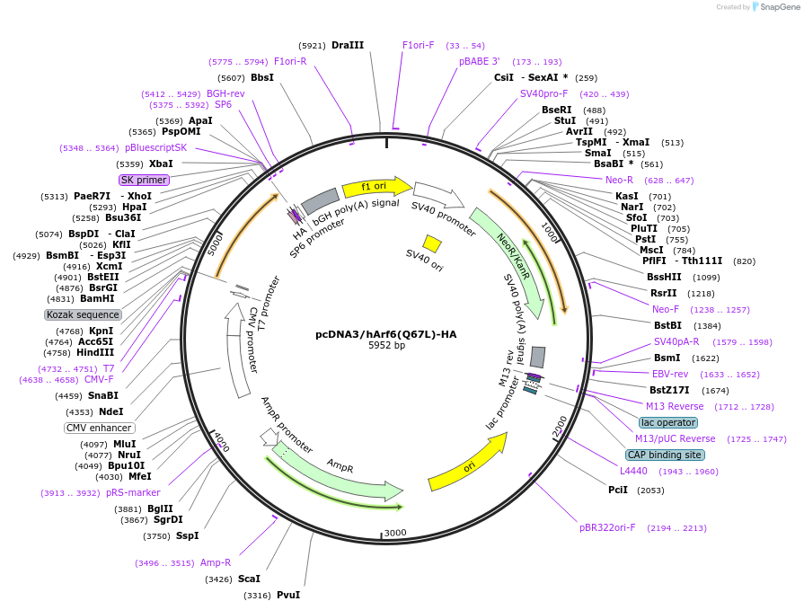 79425-plasmid-map-sequence-id-176235