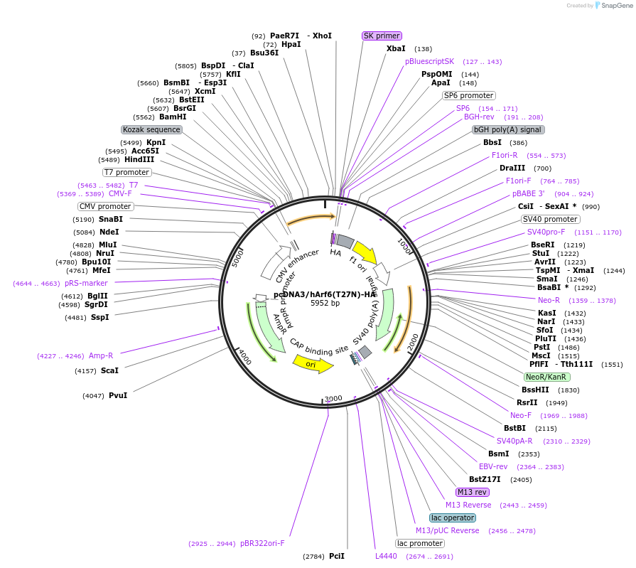 79426-plasmid-map-sequence-id-176236