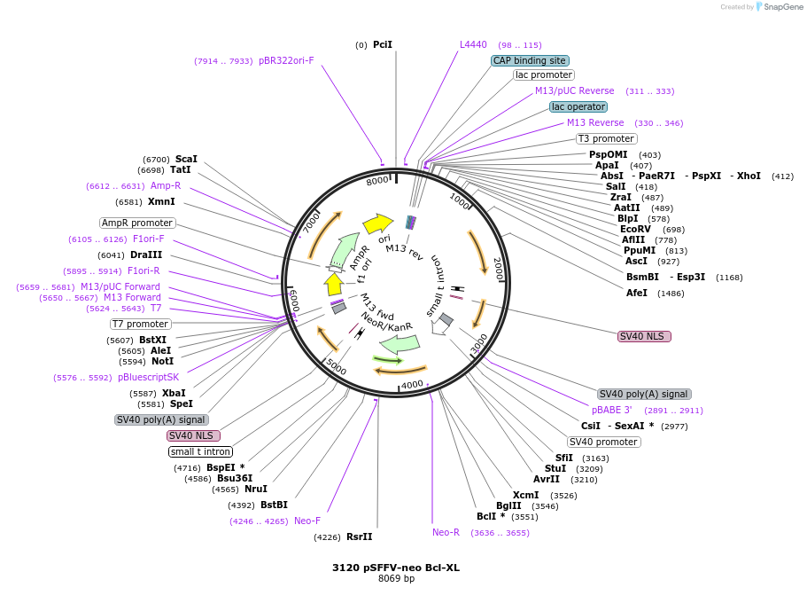 8749-plasmid-map-sequence-id-176243
