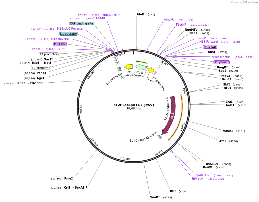 35965-plasmid-map-sequence-id-176246