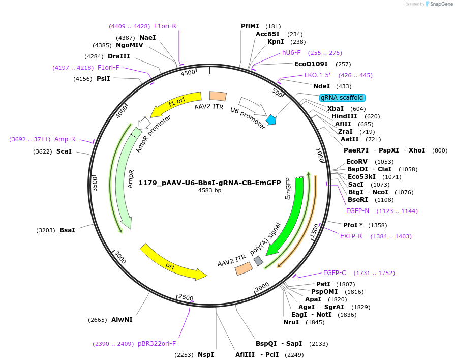 89060-plasmid-map-sequence-id-176253