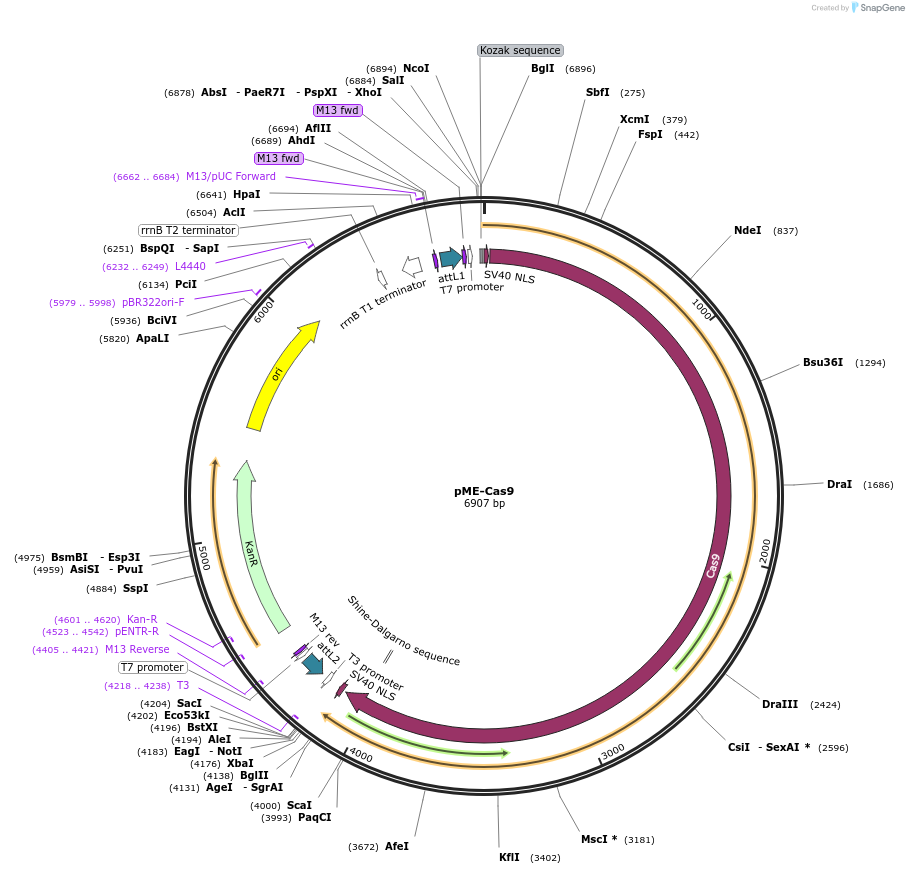 63154-plasmid-map-sequence-id-176267
