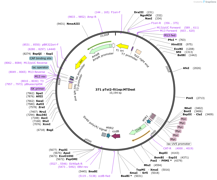 73490-plasmid-map-sequence-id-176269