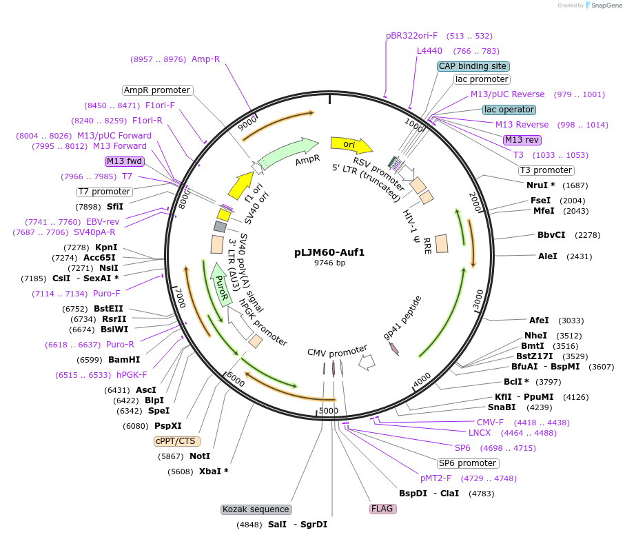38242-plasmid-map-sequence-id-176271