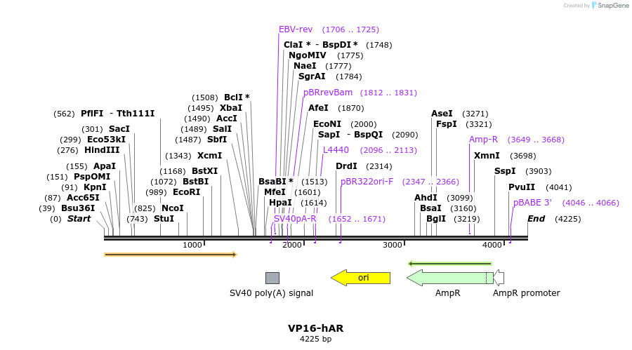 176286_map