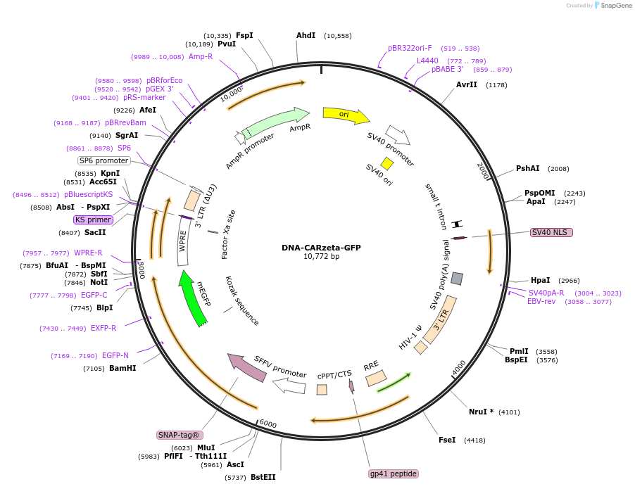 89344-plasmid-map-sequence-id-176290