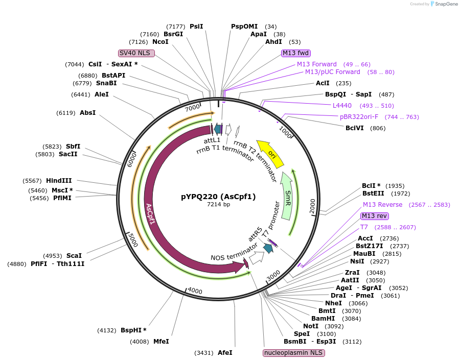 86208-plasmid-map-sequence-id-176291