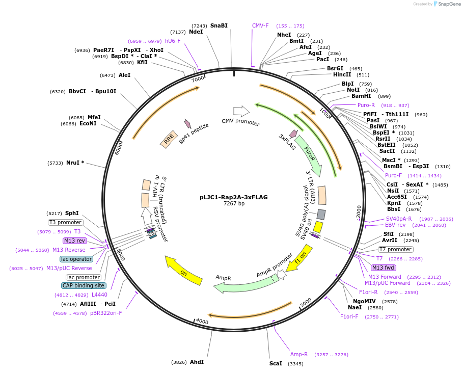 87972-plasmid-map-sequence-id-176299