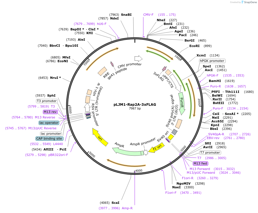 87973-plasmid-map-sequence-id-176301