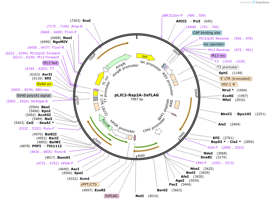 87974-plasmid-map-sequence-id-176302
