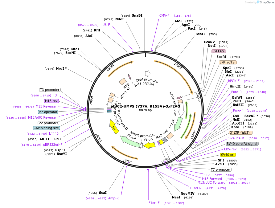 87976-plasmid-map-sequence-id-176307
