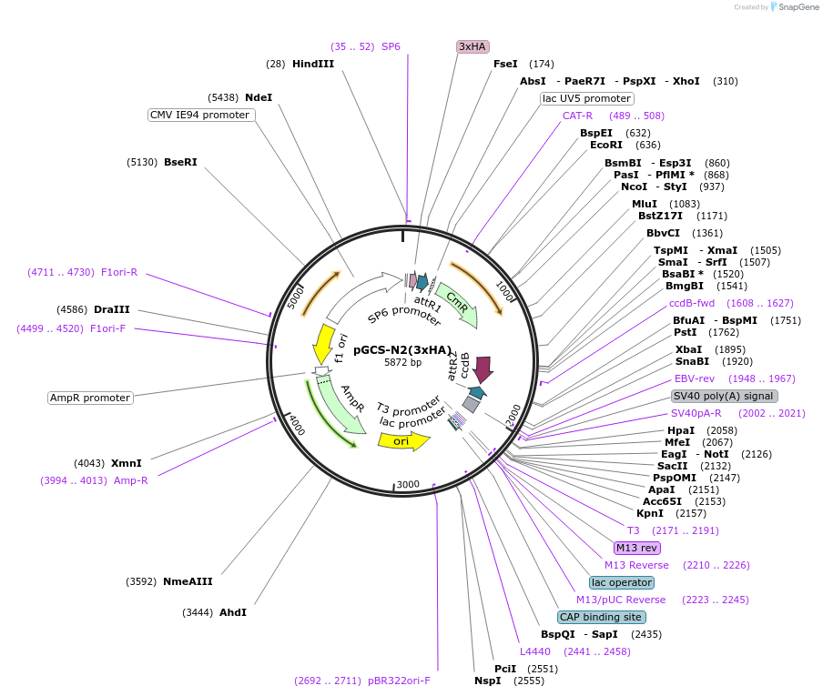 85719-plasmid-map-sequence-id-176309