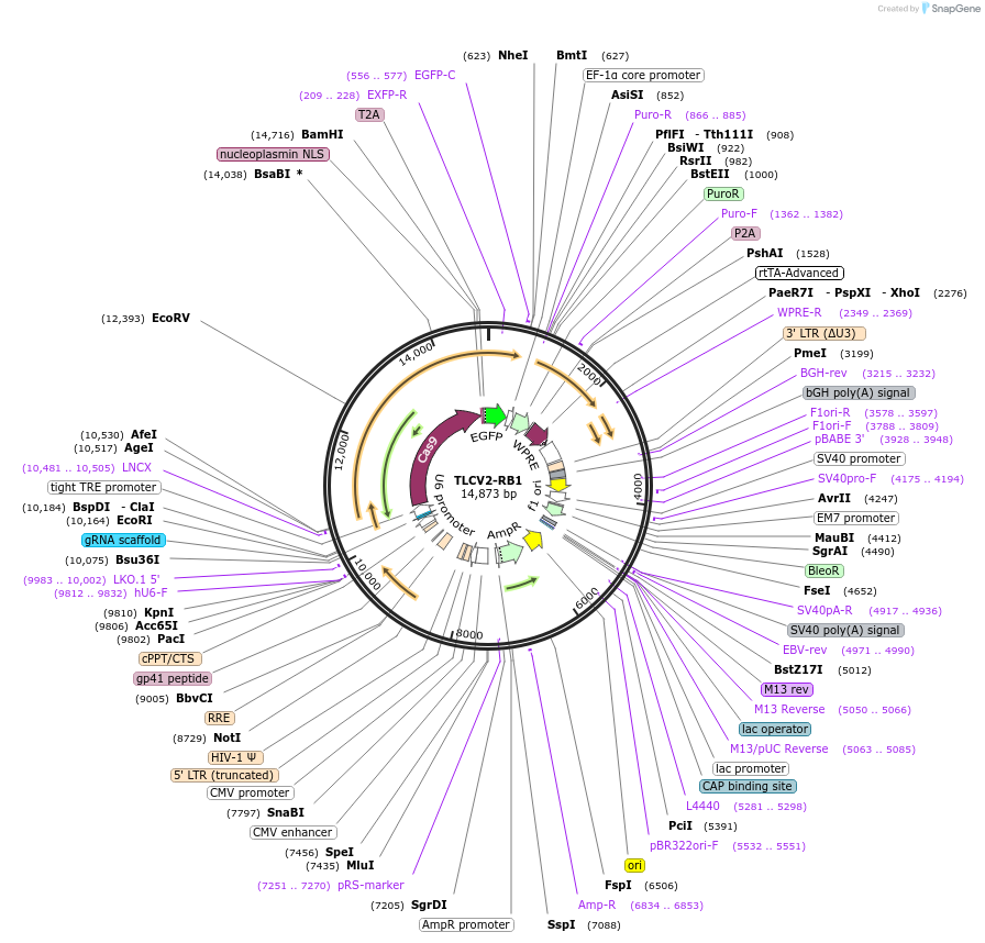 87836-plasmid-map-sequence-id-176310