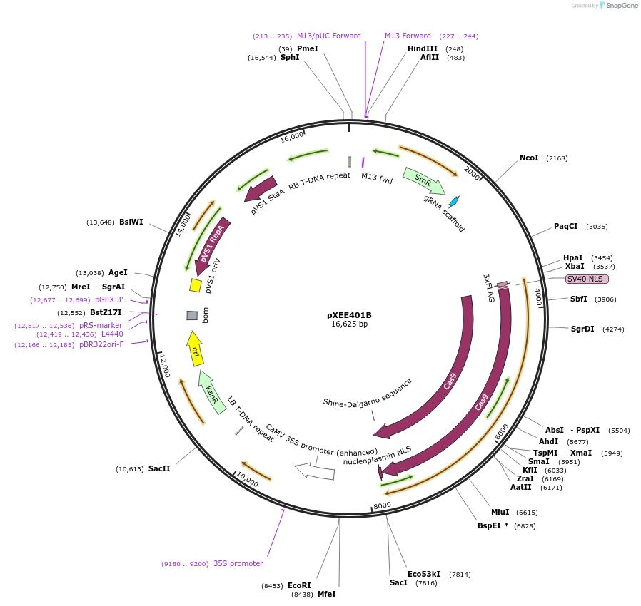 91716-plasmid-map-sequence-id-176319