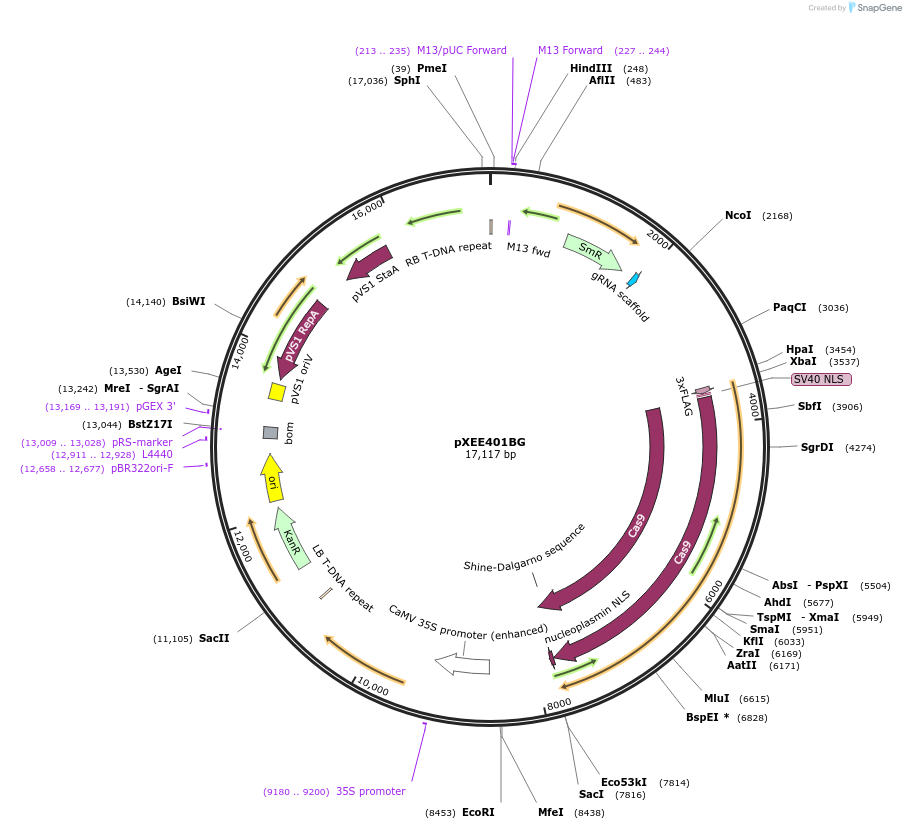 91717-plasmid-map-sequence-id-176320