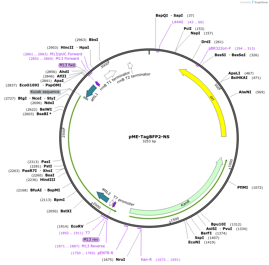 80502-plasmid-map-sequence-id-176323