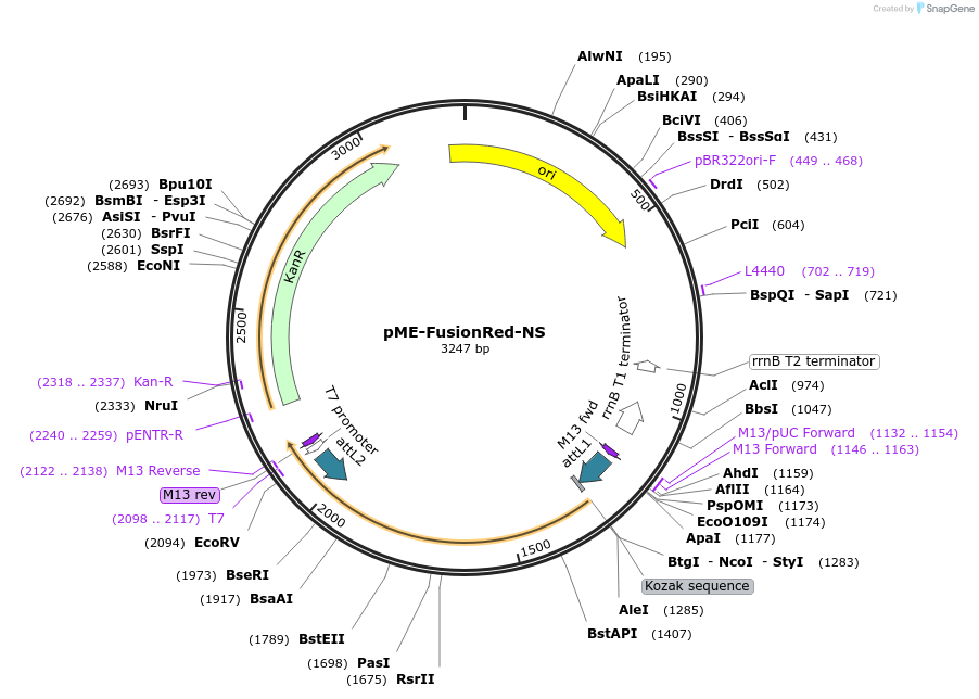 80500-plasmid-map-sequence-id-176324