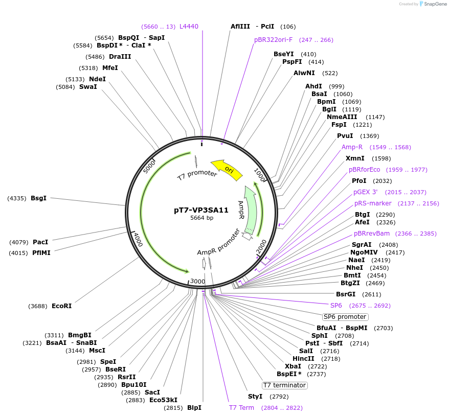 89164-plasmid-map-sequence-id-176326