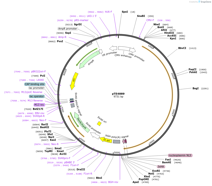 88905-plasmid-map-sequence-id-176331