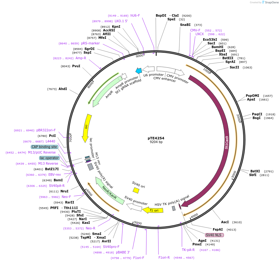 89050-plasmid-map-sequence-id-176333