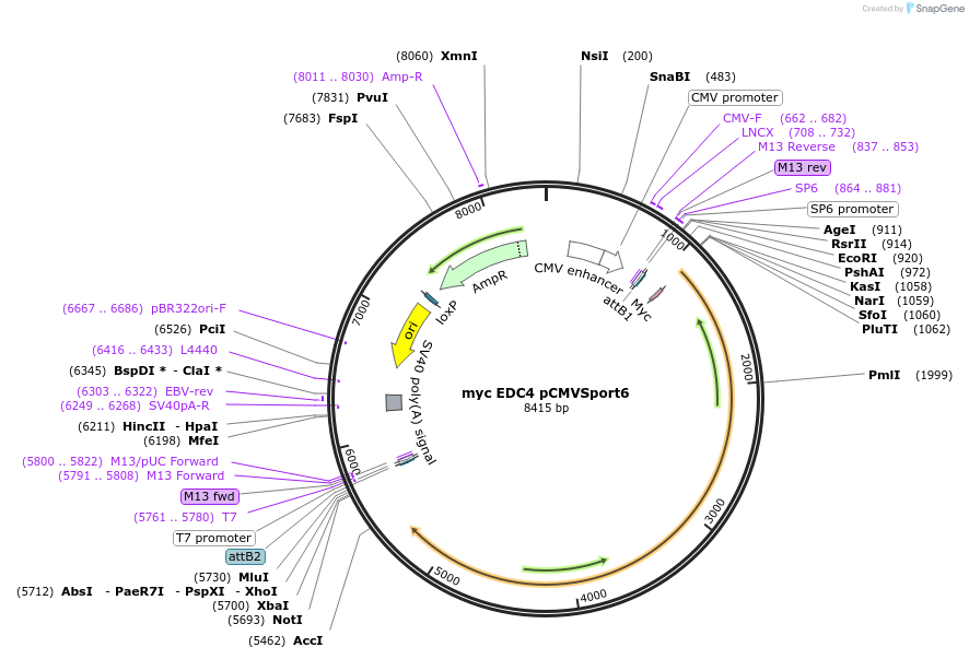86855-plasmid-map-sequence-id-176338