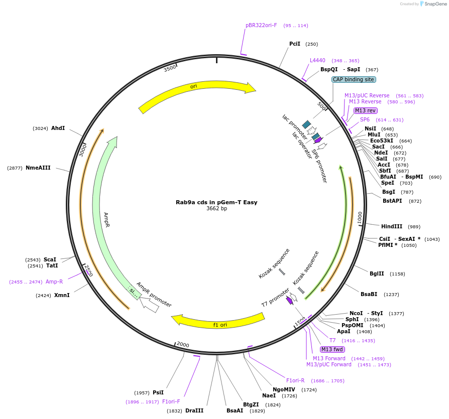 80526-plasmid-map-sequence-id-176339