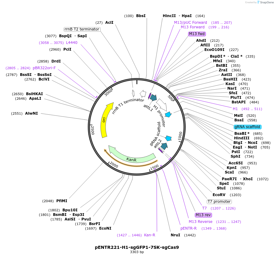 87908-plasmid-map-sequence-id-176342