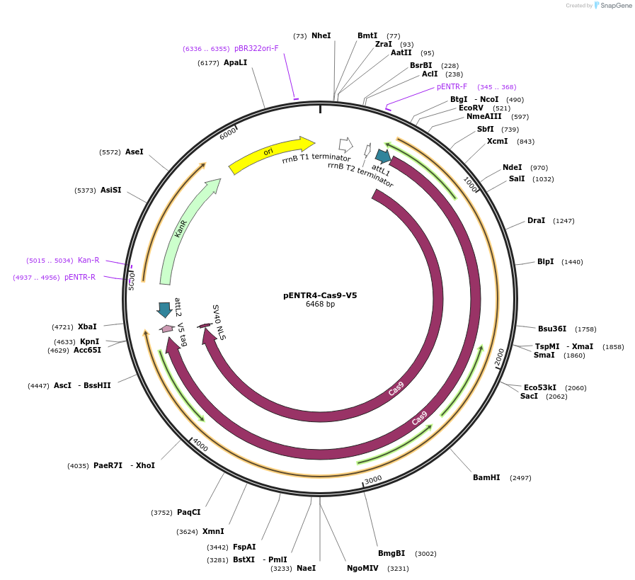 87905-plasmid-map-sequence-id-176345