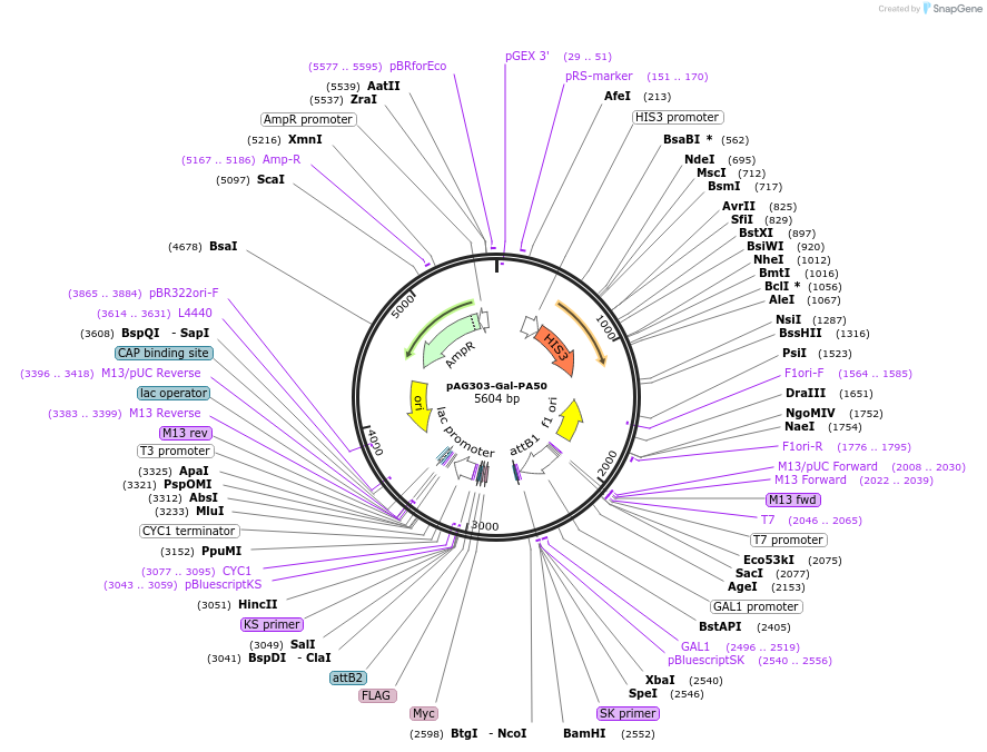 84906-plasmid-map-sequence-id-176375