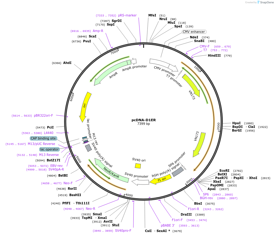 36325-plasmid-map-sequence-id-176424