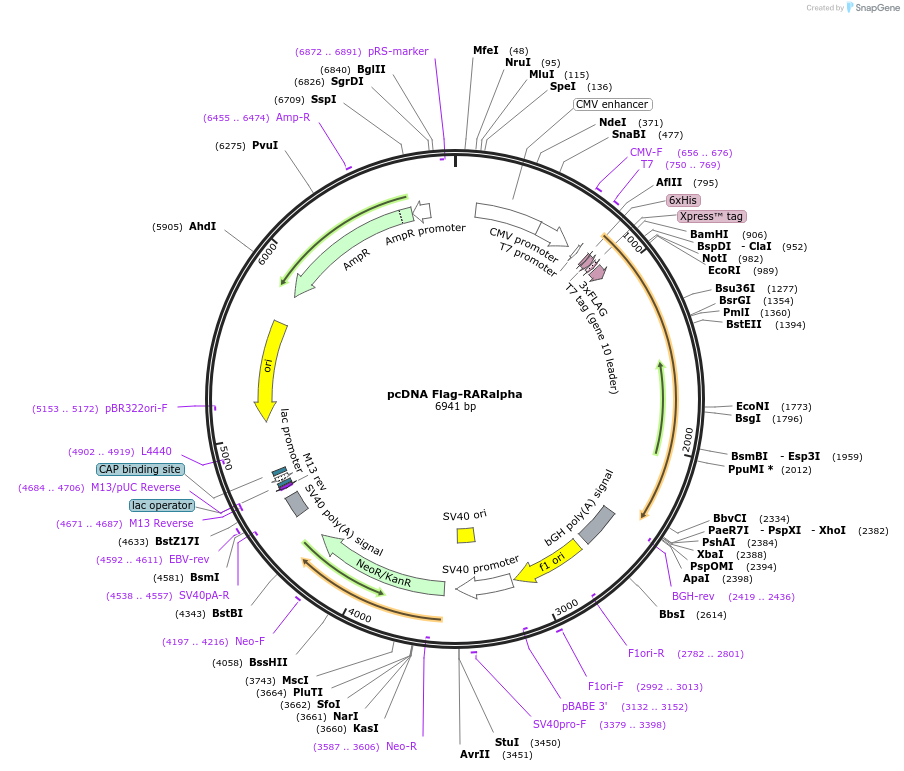 35555-plasmid-map-sequence-id-176425
