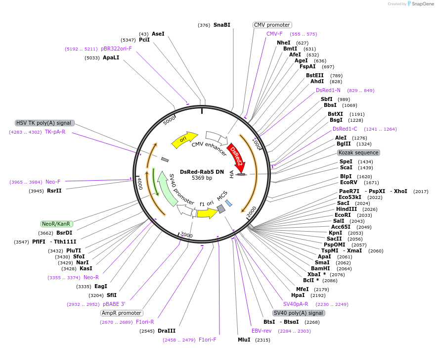 13051-plasmid-map-sequence-id-176426