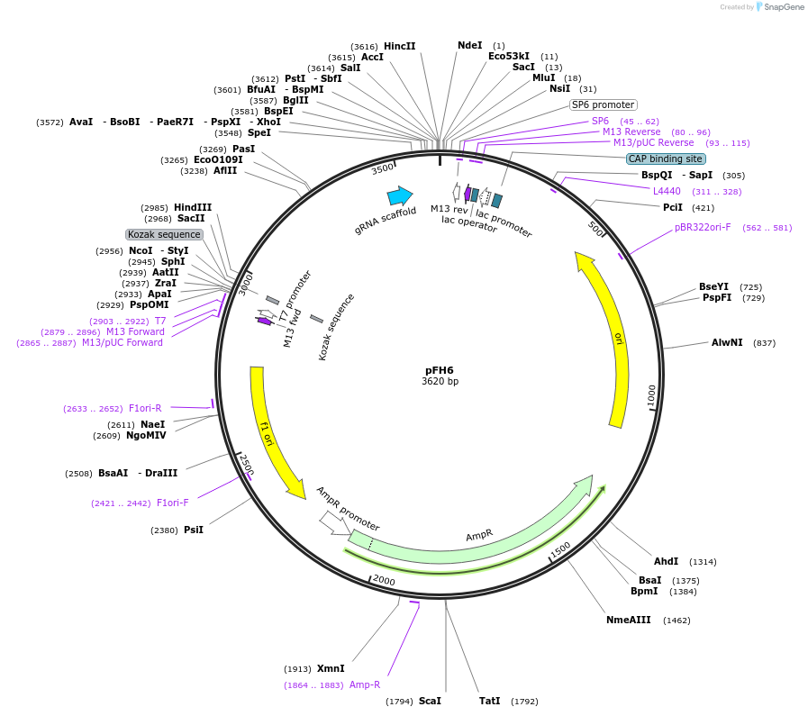 86555-plasmid-map-sequence-id-176427