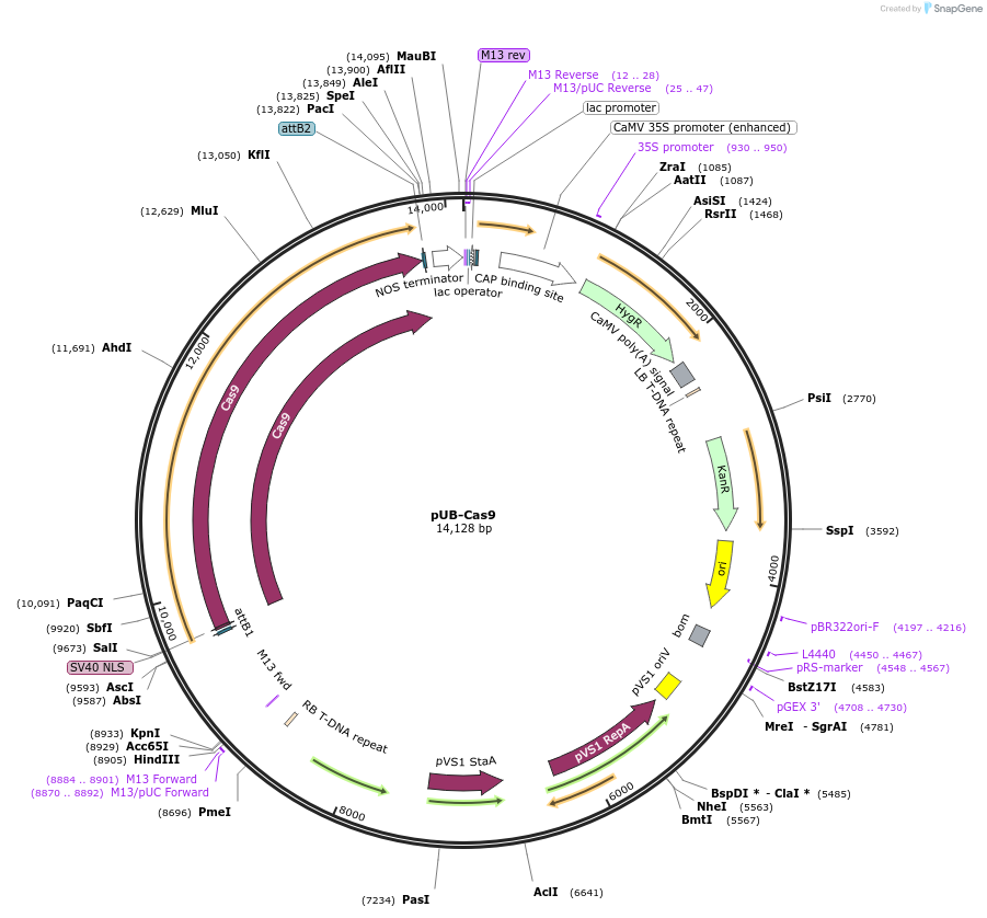 86556-plasmid-map-sequence-id-176429