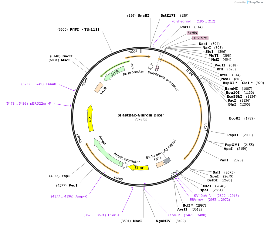 89146-plasmid-map-sequence-id-176430