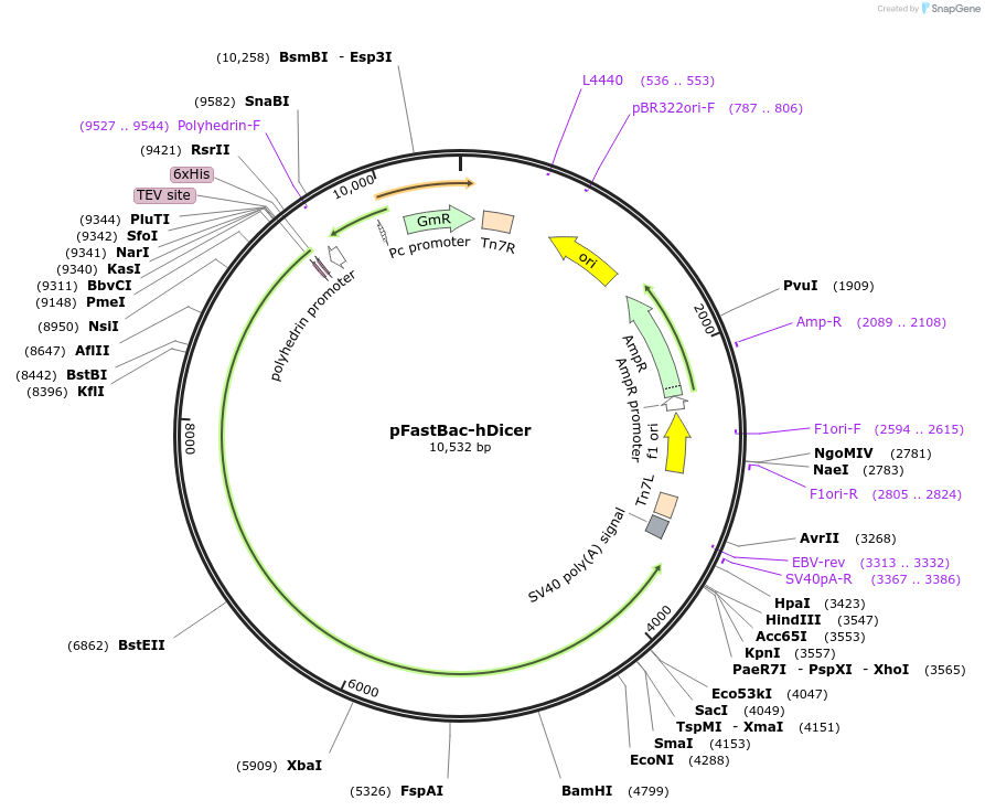 89144-plasmid-map-sequence-id-176431