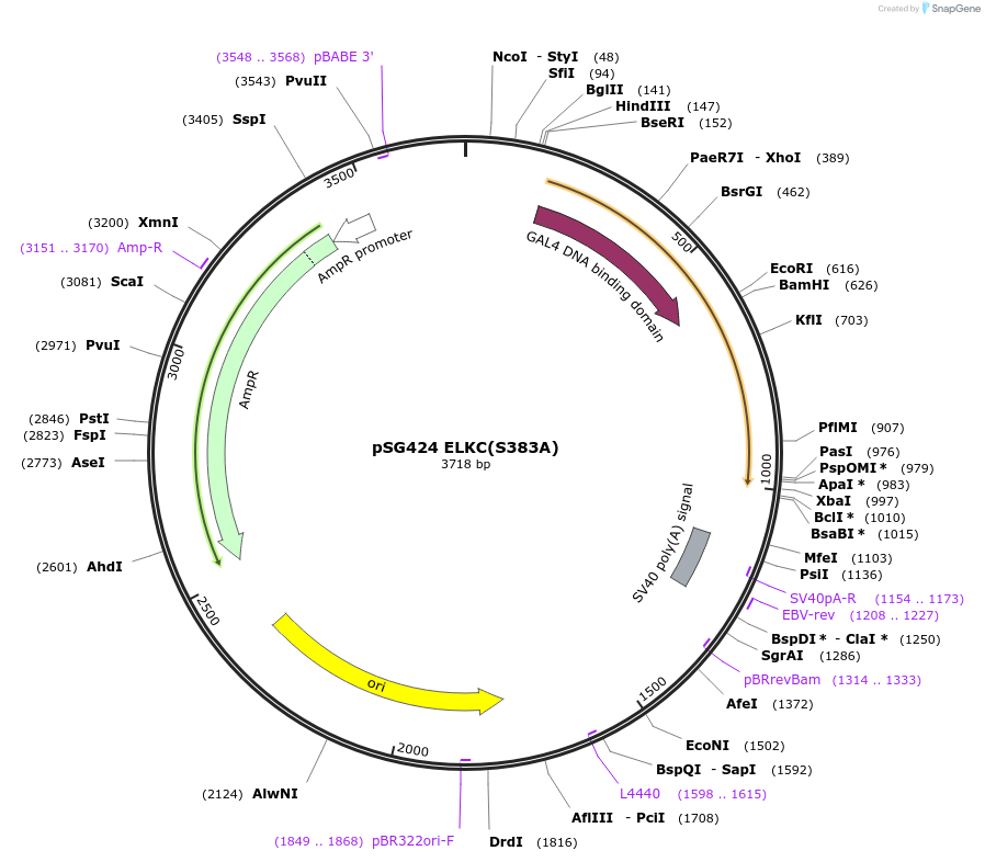 89334-plasmid-map-sequence-id-176433