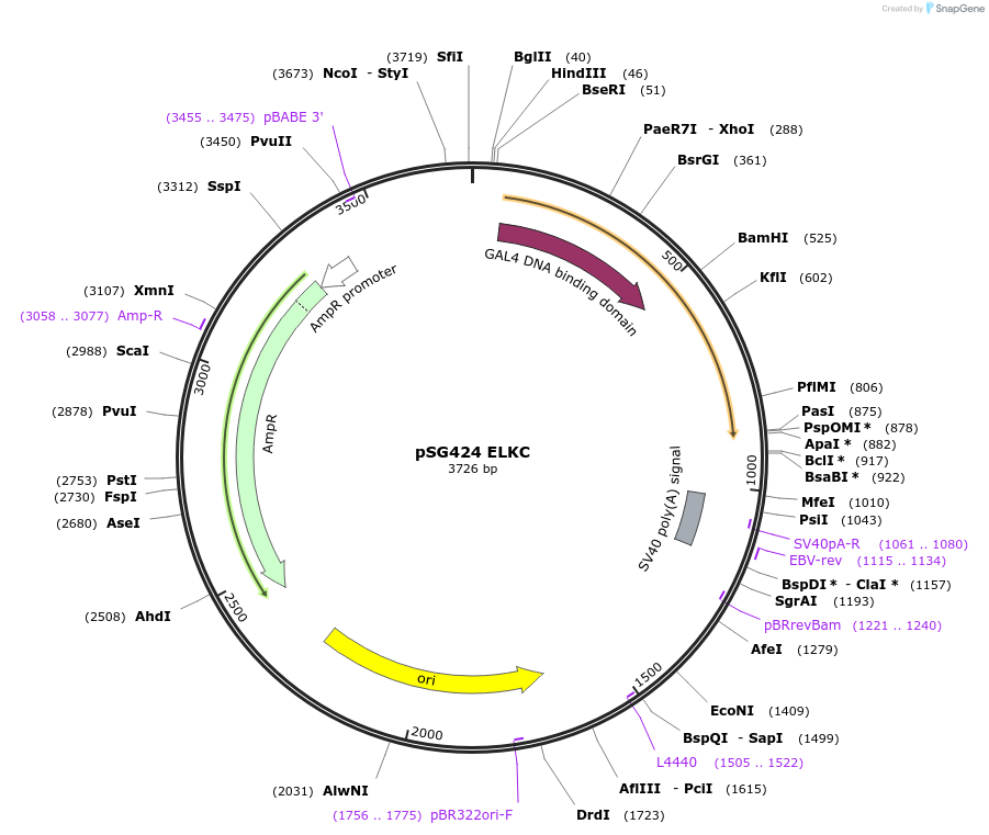 89333-plasmid-map-sequence-id-176434