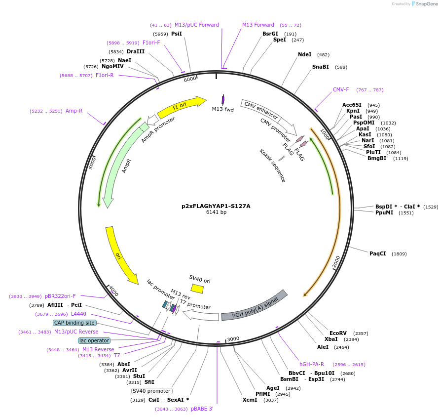 17790-plasmid-map-sequence-id-176437