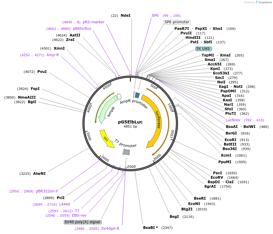 89341-plasmid-map-sequence-id-176438