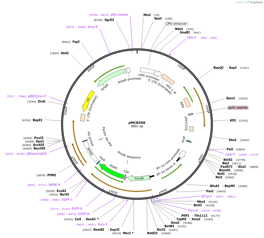 89360-plasmid-map-sequence-id-176443